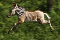 /album/zebra-grevyho/images2o-jpg1/