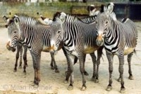 /album/zebra-grevyho/images4-jpg1/