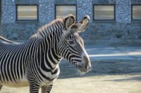 /album/zebra-grevyho/images7-jpg1/