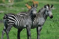 /album/zebra-grevyho/images8-jpg1/